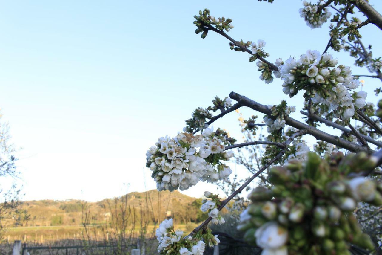 Willa Quinta Da Ribeira Belmonte  Zewnętrze zdjęcie